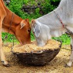 How to Import Cattle Feed into Kenya