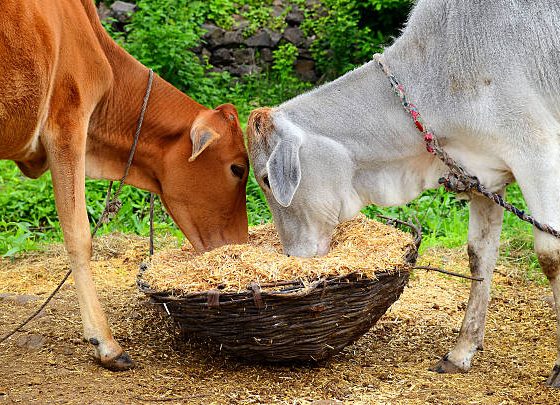 How to Import Cattle Feed into Kenya: Licences, Permits, and Compliance Guide (2026)