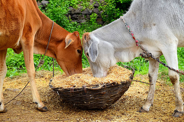 How to Import Cattle Feed into Kenya